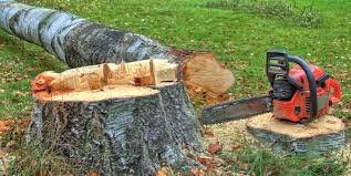 Best Tree Risk Assessment  in Sherwood, WI