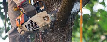 Best Weed Control  in Sherwood, WI