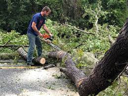 Best Palm Tree Trimming  in Sherwood, WI
