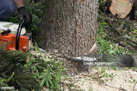 Best Soil Testing and Treatment  in Sherwood, WI