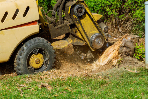 Best Lawn Mowing  in Sherwood, WI