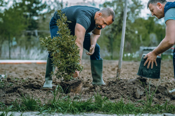 Best Sod Installation  in Sherwood, WI