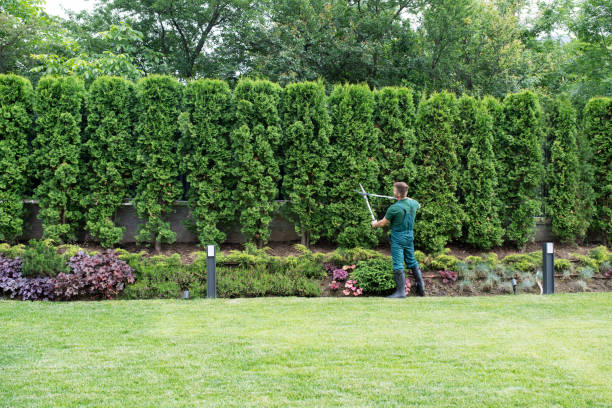 Best Tree Maintenance Programs  in Sherwood, WI