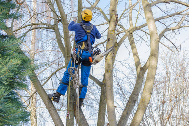  Sherwood, WI Tree Services Pros