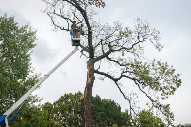 Best Tree Preservation Services  in Sherwood, WI