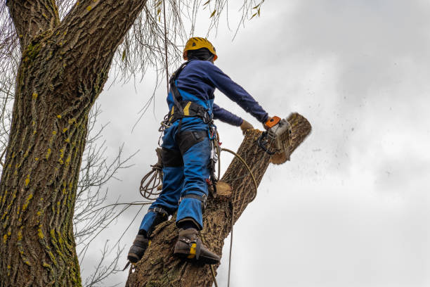 Best Hazardous Tree Removal  in Sherwood, WI