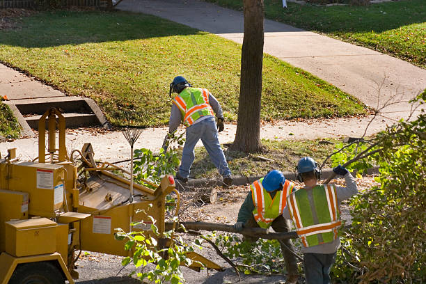 Best Tree Health Inspection  in Sherwood, WI