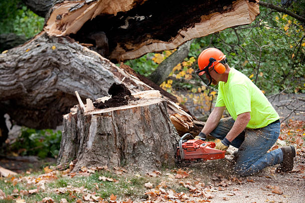 Best Commercial Tree Services  in Sherwood, WI