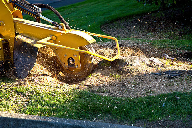 Best Tree Mulching  in Sherwood, WI