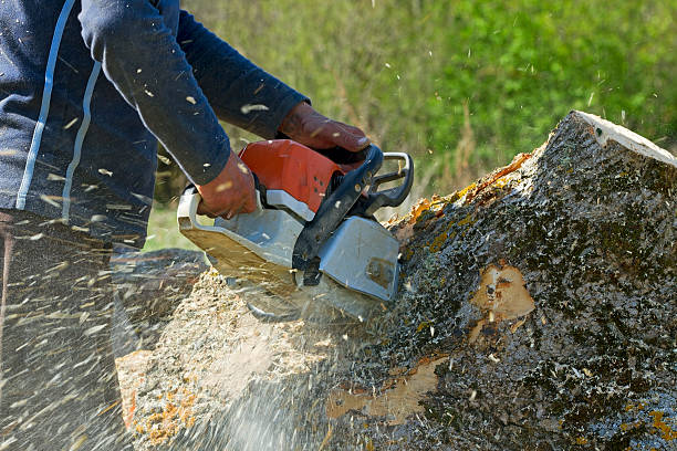 How Our Tree Care Process Works  in  Sherwood, WI